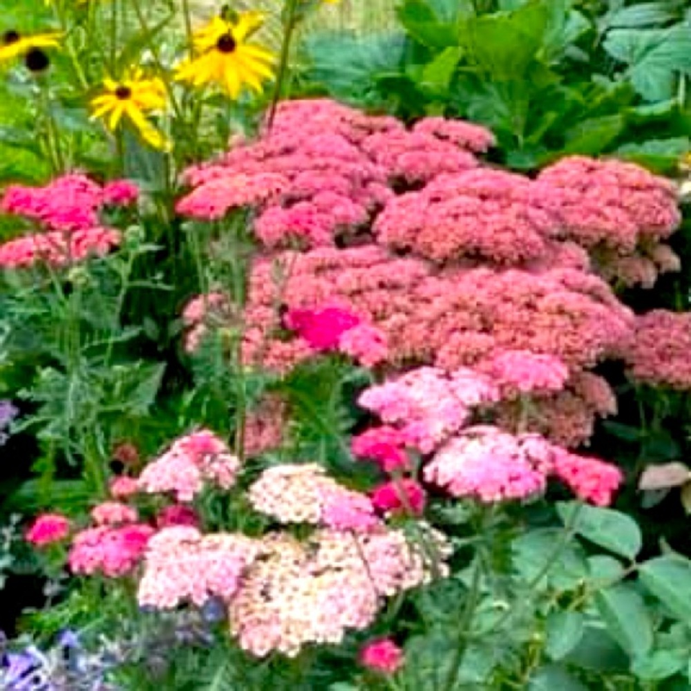 Meet your Posher, Raquel